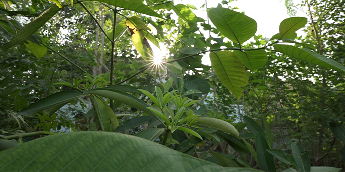corporate sustainability