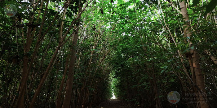 Miyawaki Forest India
