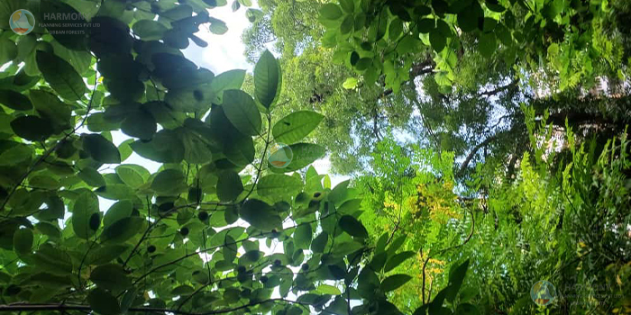 Miyawaki urban forest