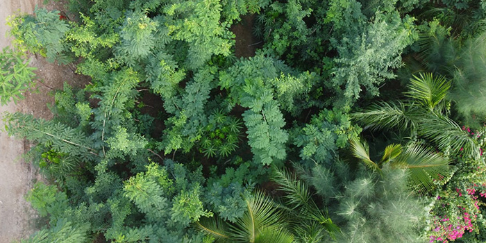 Miyawaki Forest India
