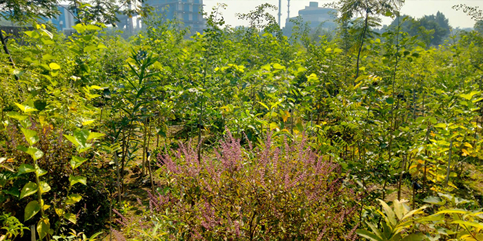 corporate sustainability India
