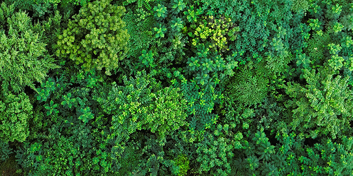 Miyawaki Method Forest