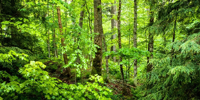 Miyawaki Method Forest