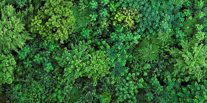 Afforestation Company