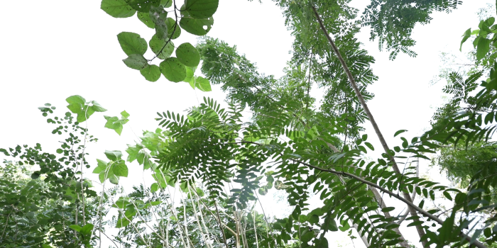 Miyawaki Method Forest