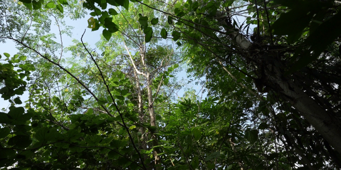 Afforestation