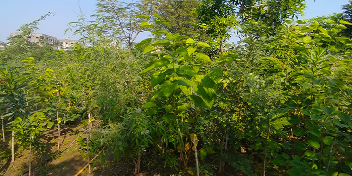Urban forest