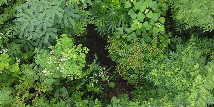 Urban forest