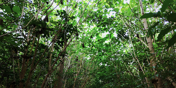 Native vs Fast-Growing Trees