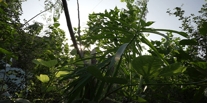 Native vs Fast-Growing Trees