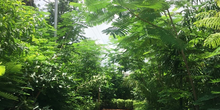 Urban Forest