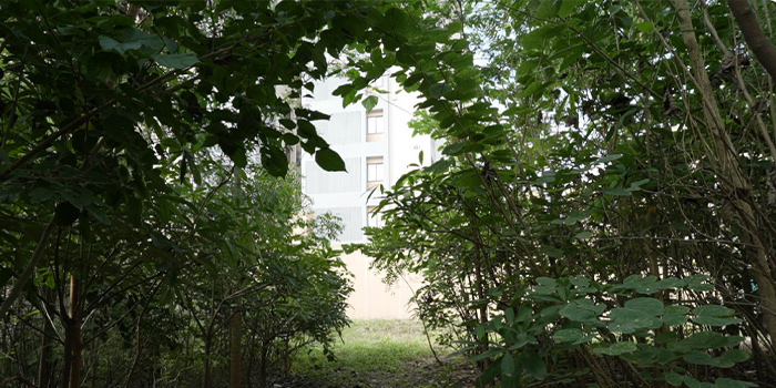 Native vs Fast-Growing Trees