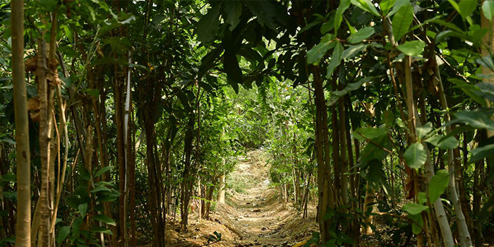 Urban Forest